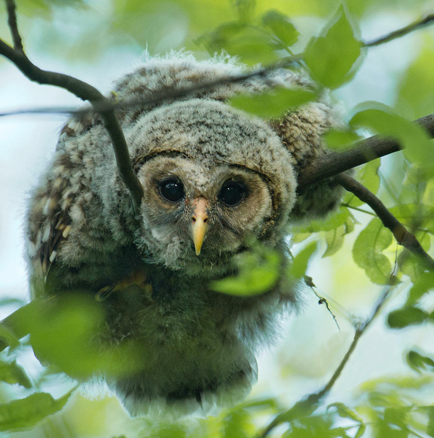 Curious Owlet Mixed Media by Judy Cuddehe