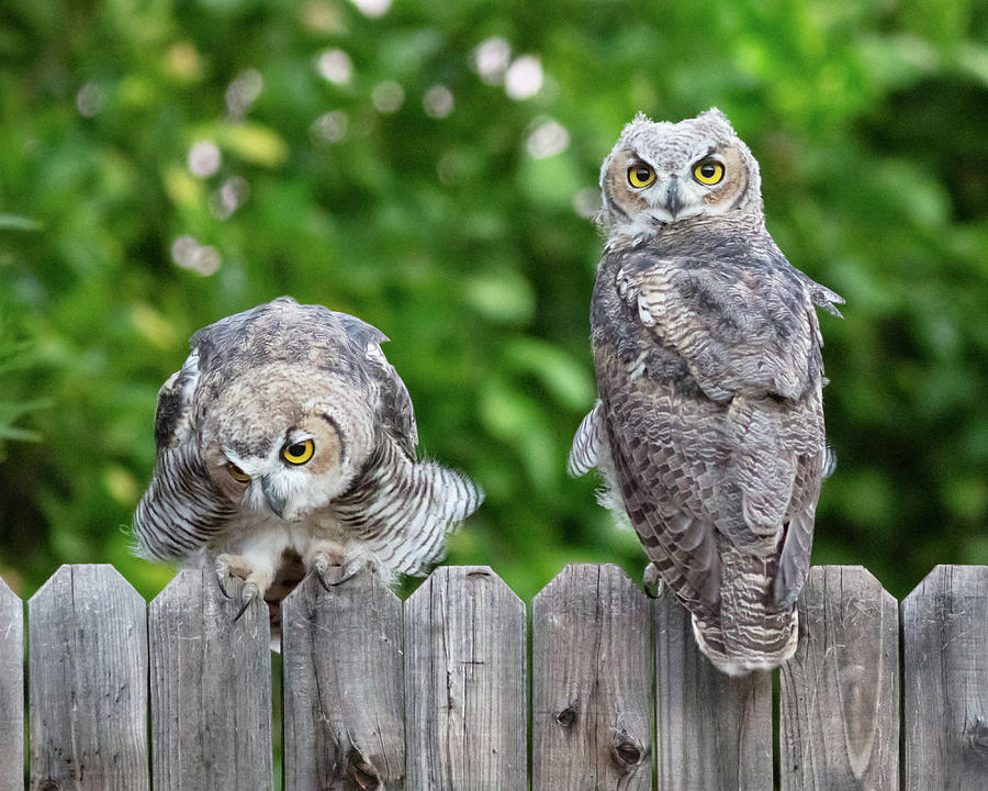 Curious Owls Photograph by Jhaz Photo Curious Owls Photograph by Jhaz Photo