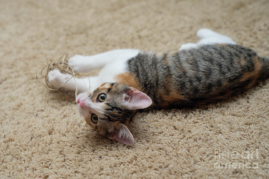 Curious Playful Calico Tabby Kitten Photograph by Jennifer White