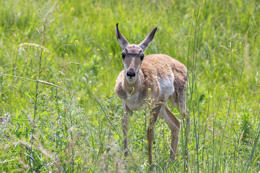 Curious Pronghorn Fawn Photograph by Tony Hake