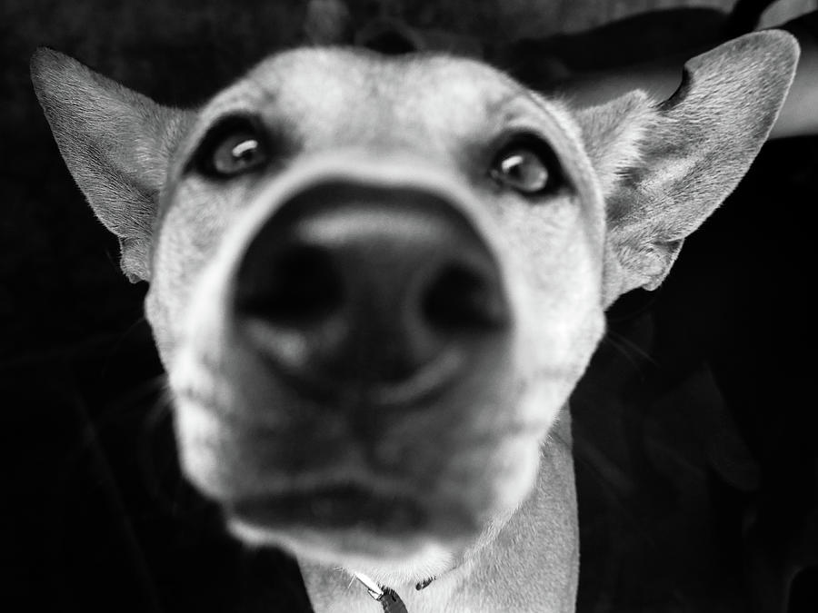 Black And White Photograph - Curious Puppy by Brad Fike