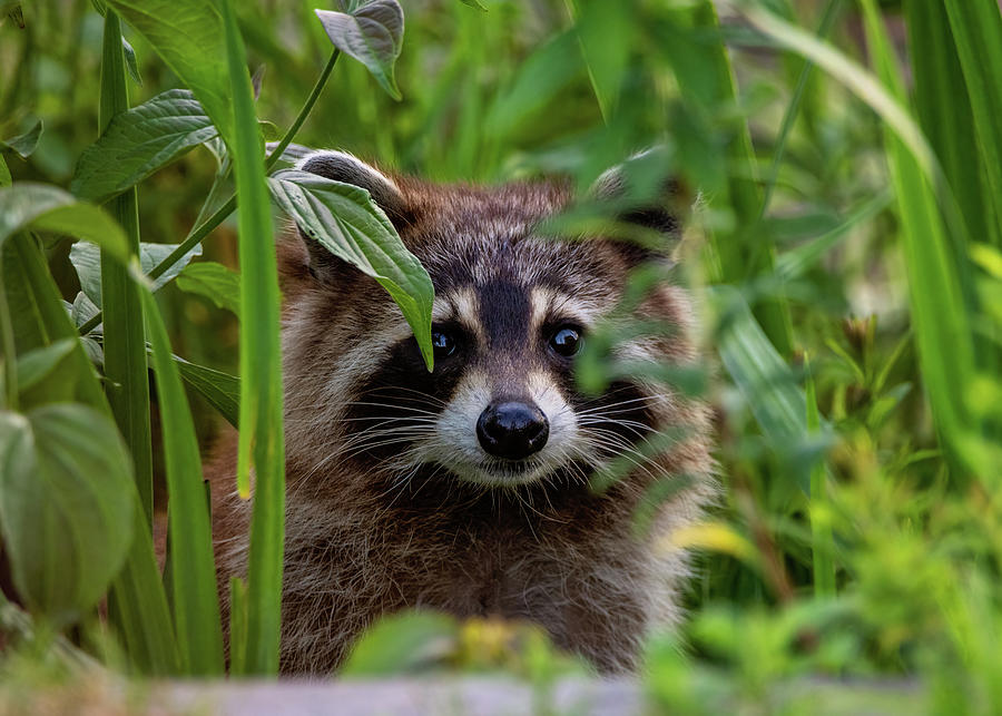 Curious Raccoon II Photograph by Martina Abreu