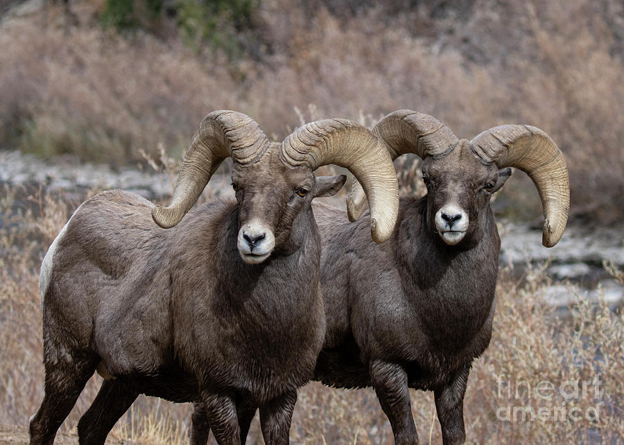 Curious Rams Photograph by Steven Krull