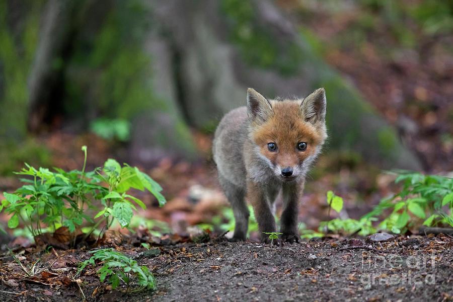 Curious Red Fox Cub Photograph by Arterra Picture Library