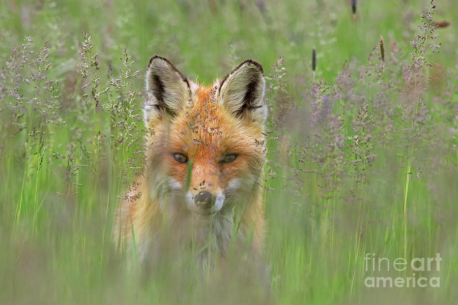 Curious Red Fox in Meadow Photograph by Arterra Picture Library
