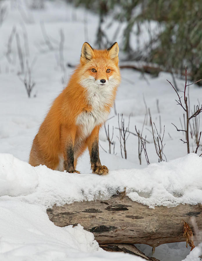 Curious Red Fox Peering Over Snow-Covered Fallen Log Photograph by James Capo