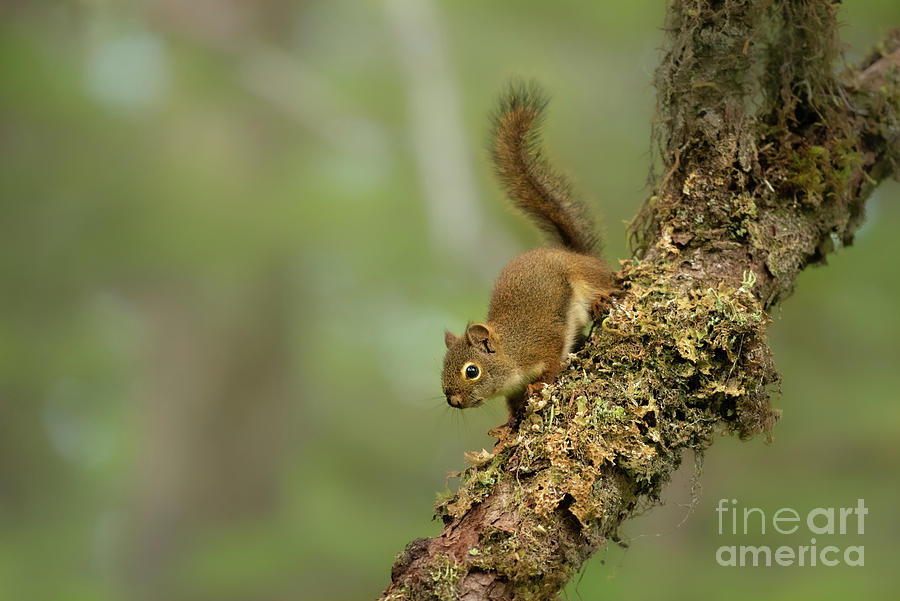 Curious Red Squirrel in the Alaska Wilderness #1 Photograph by Nancy Gleason
