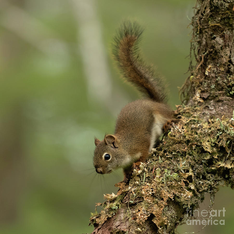 Summer Photograph - Curious Red Squirrel in the Alaska Wilderness #2 by Nancy Gleason
