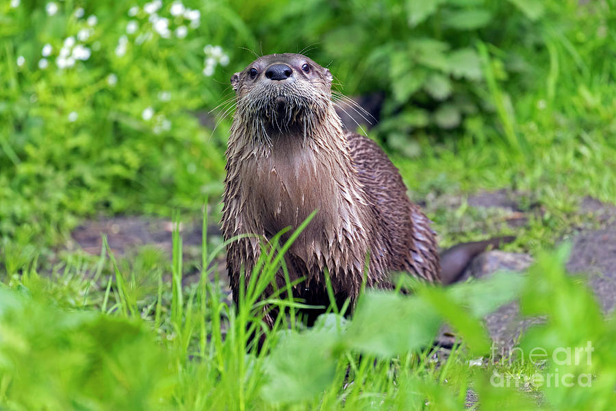 Curious River Otter Photograph by Arterra Picture Library