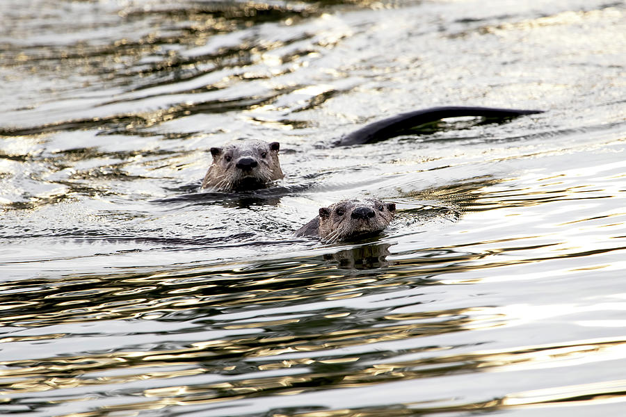 Curious River Otters Photograph by Peggy Collins