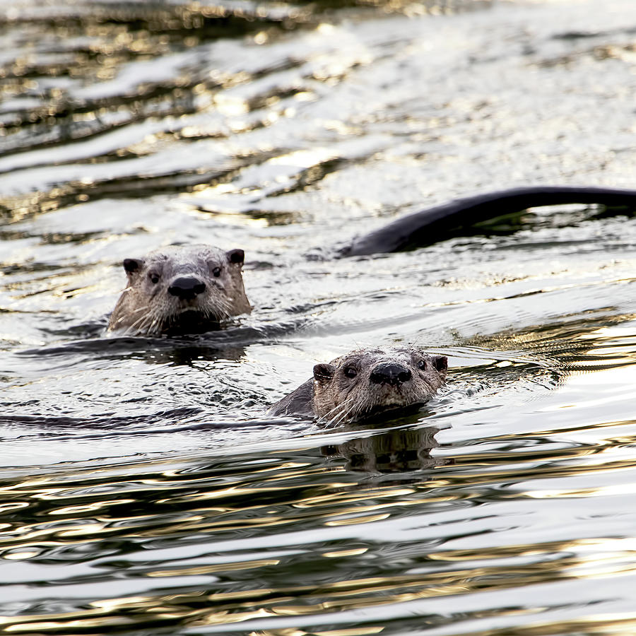 Curious River Otters - Square Crop Photograph by Peggy Collins