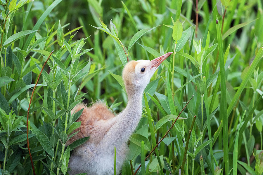Curious Sandhill Crane Chick Photograph by Michael Russell