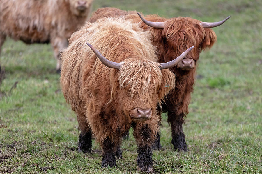 Curious Scottish Highland Cows Photograph by Pierre Leclerc Photography