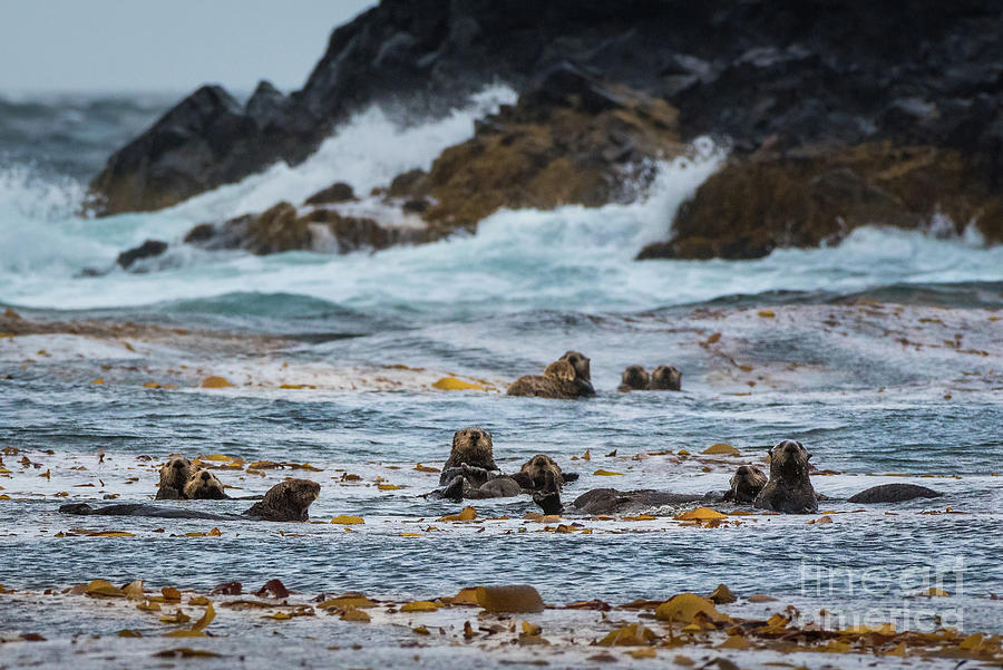 Curious Sea Otters in a Raft of Kelp Photograph by Nancy Gleason