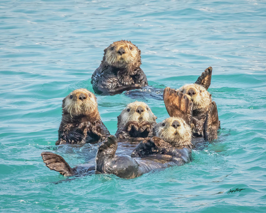 Curious Sea Otters Photograph by Jurgen Lorenzen