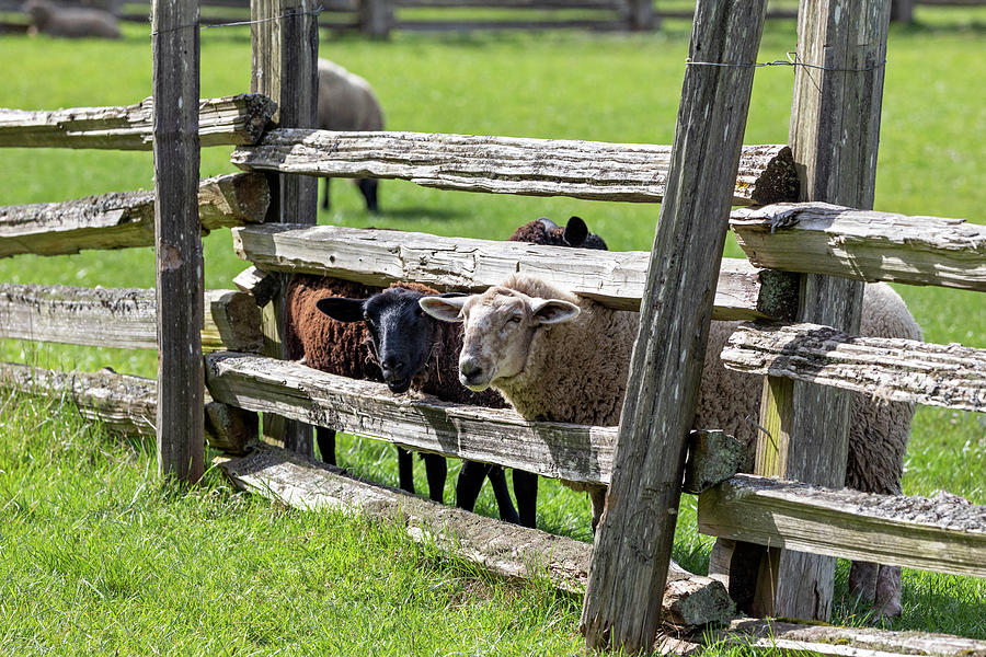 Curious Sheep and a Split Rail Fence Photograph by Michael Russell