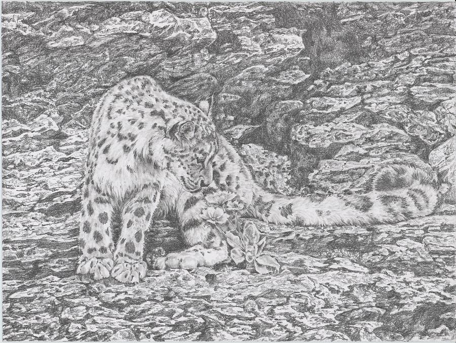 Curious Snow Leopared  Drawing by Michelle Garlock