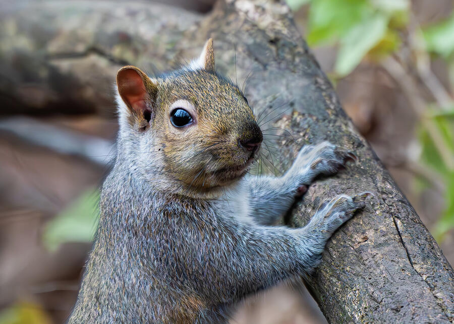 Curious squirrel Photograph by Alan Moore Curious squirrel Photograph by Alan Moore