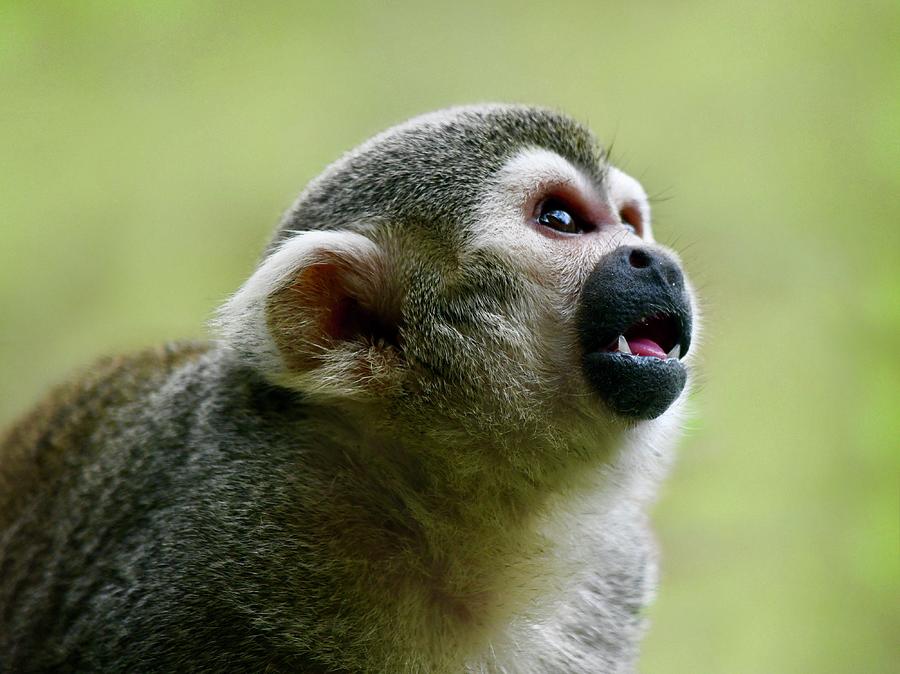 Monkey Photograph - Curious Squirrel Monkey by Richard Bryce and Family
