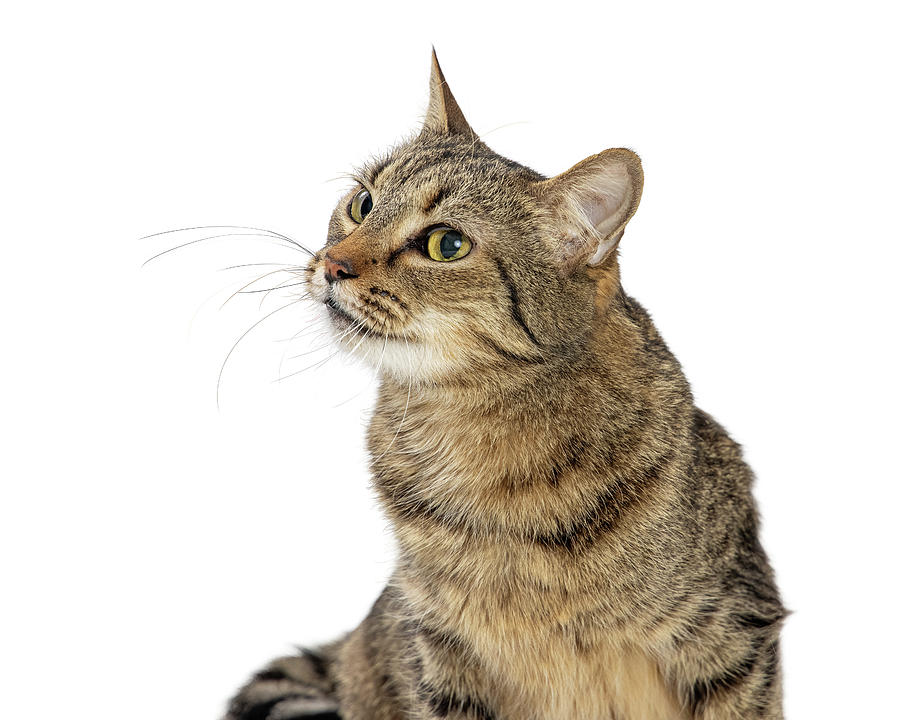 Cat Photograph - Curious Tabby Cat Turning Head Looking Side by Good Focused