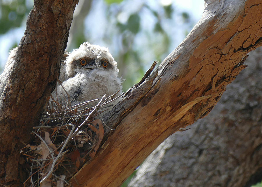 Curious Tawny Frogmouth chick Photograph by Maryse Jansen