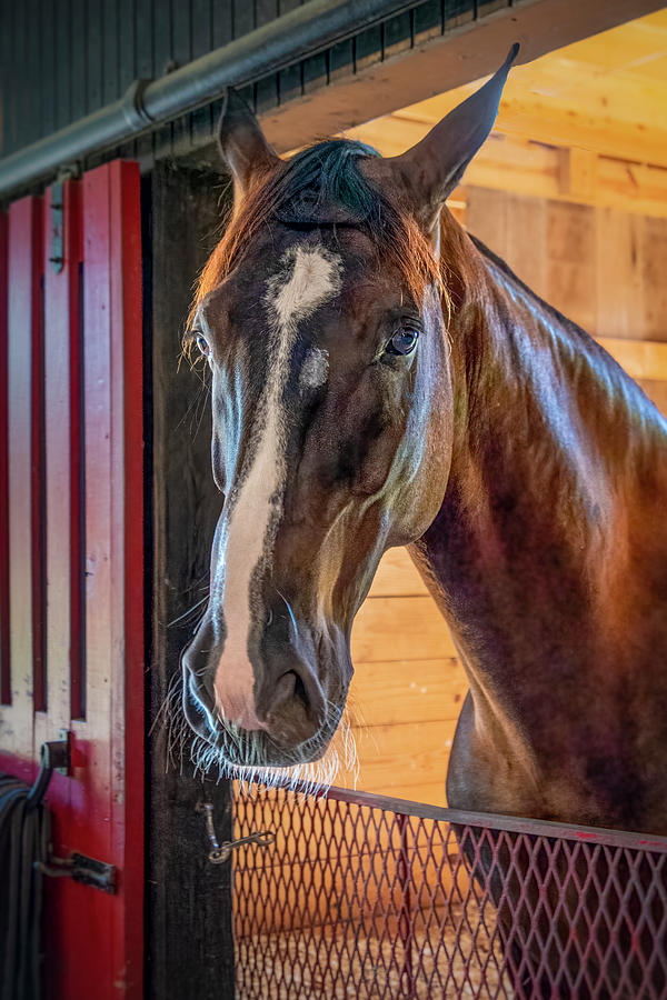 Curious Thoroughbred Photograph by Ginger Stein