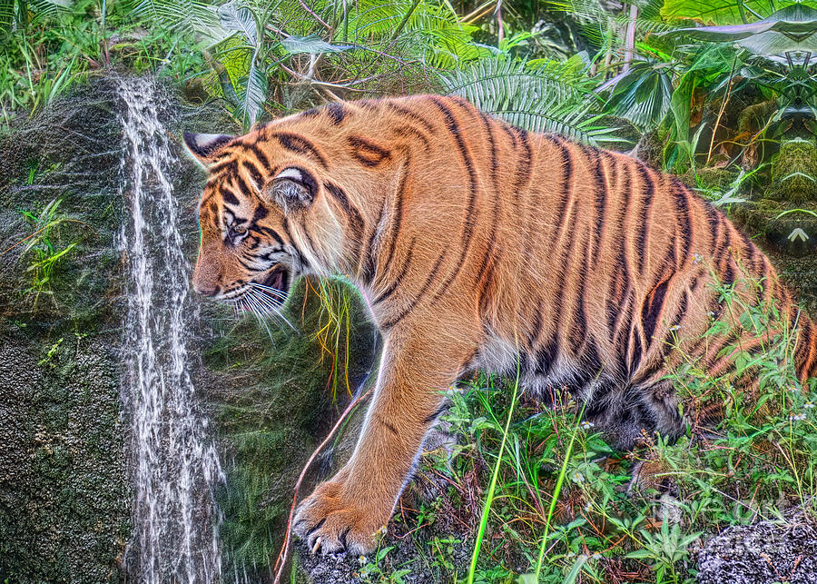 Curious Tiger Photograph by Judy Kay