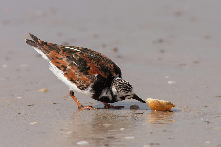 Nature Photograph - Curious Turnstone by Paul Rebmann