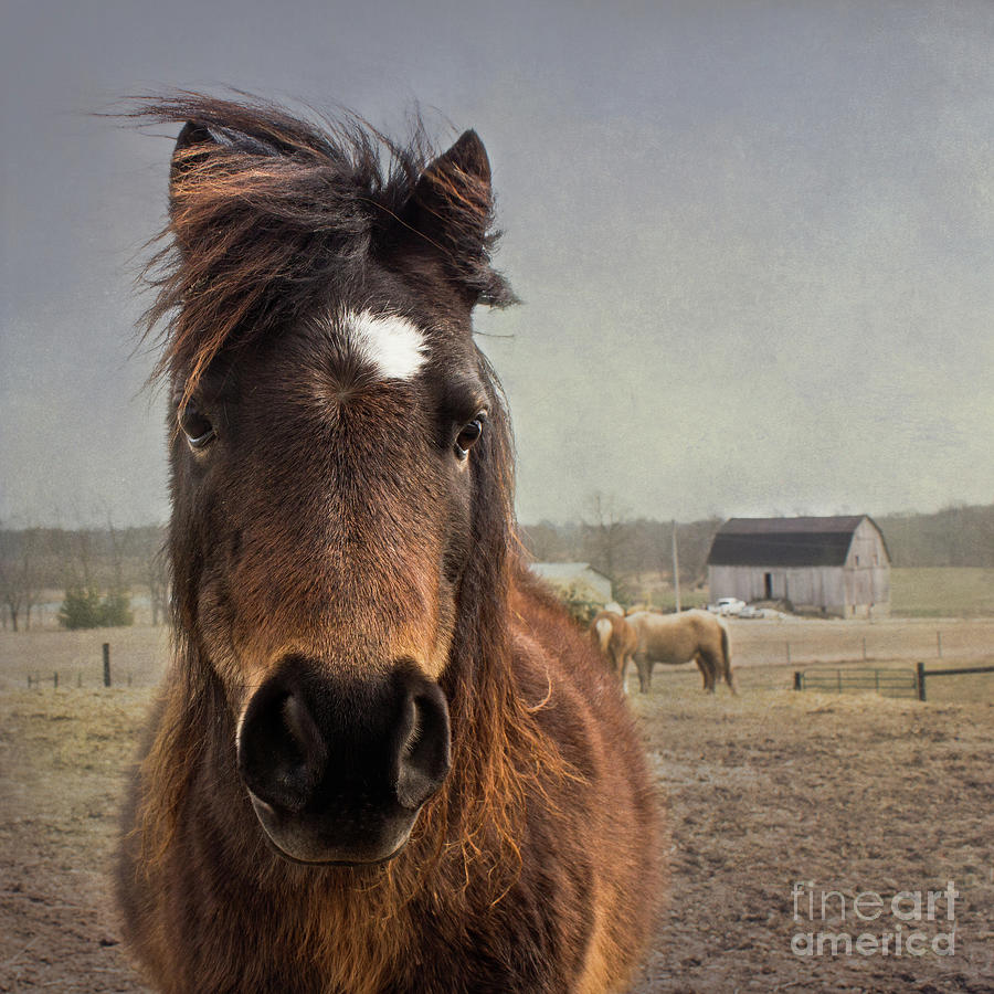 Curious White Star Pony Photograph by Barbara McMahon