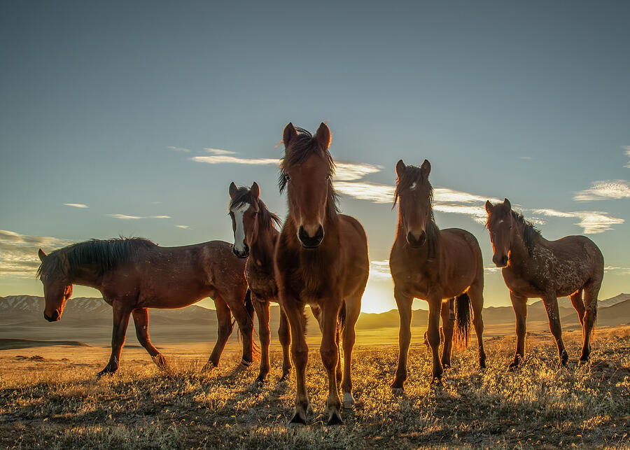 Horse Photograph - Curious Wild Ones by Kent Keller