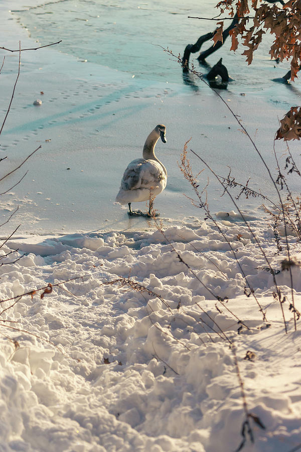 Curious Winter Swan Photograph by Auden Johnson