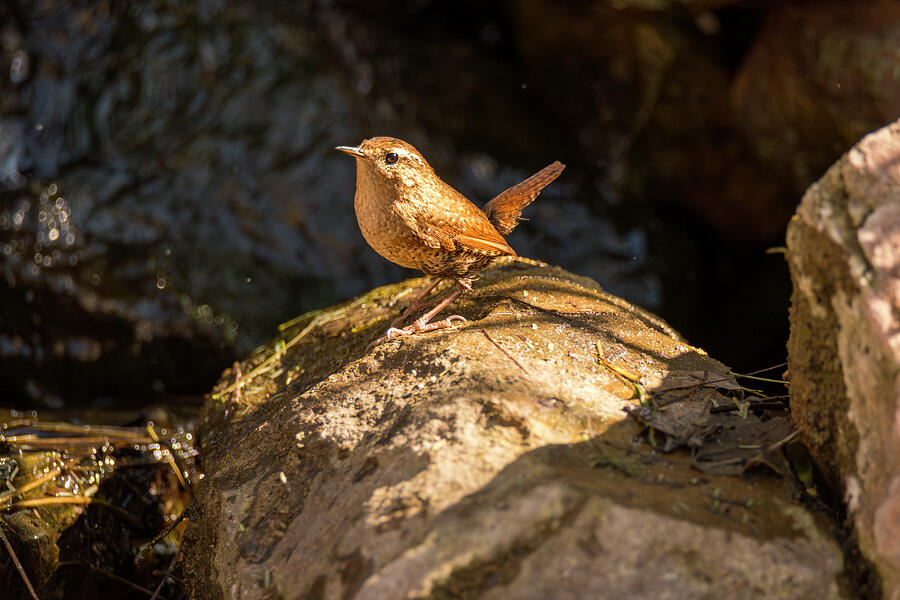 Curious Winter Wren Photograph by Debra Martz Curious Winter Wren Photograph by Debra Martz