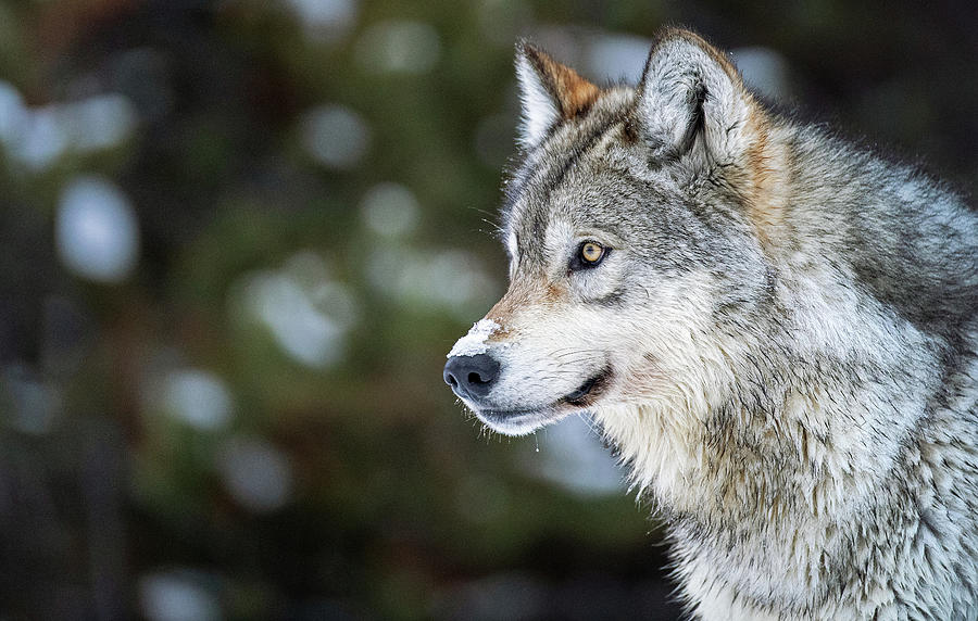 Curious Wolf Photograph by Max Waugh