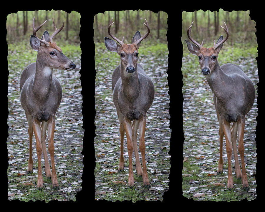 Curious Yearling Deer Photograph by Patti Deters