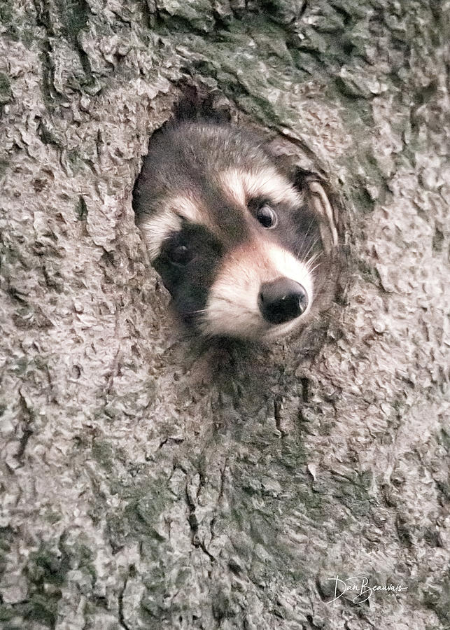 Curious Young Raccoon #7027 Photograph