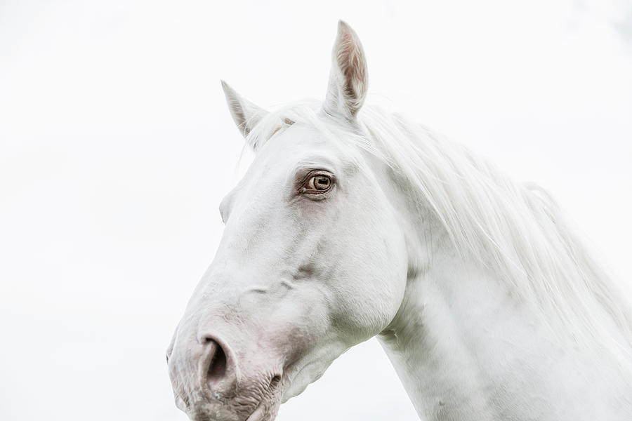 Curiously - Horse Art Photograph by Lisa Saint