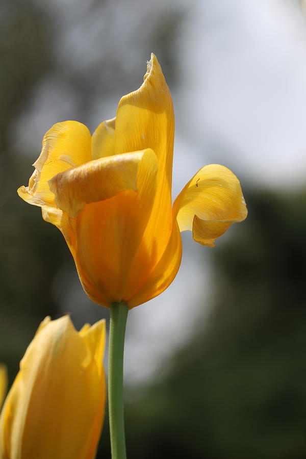 Curl Of A Yellow Tulip Photograph