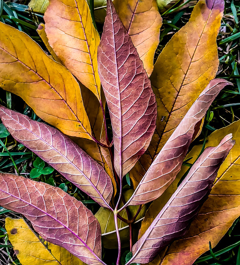 Curled Autumn Leaves Photograph by Cate Franklyn