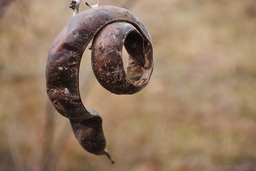 Curled By Nature - Seed Pod Photograph by Gaby Ethington