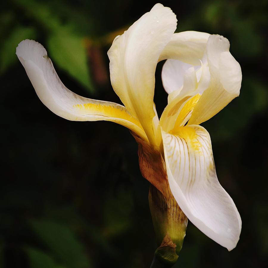 Curled Dutch Iris Flower Squared Photograph by Gaby Ethington