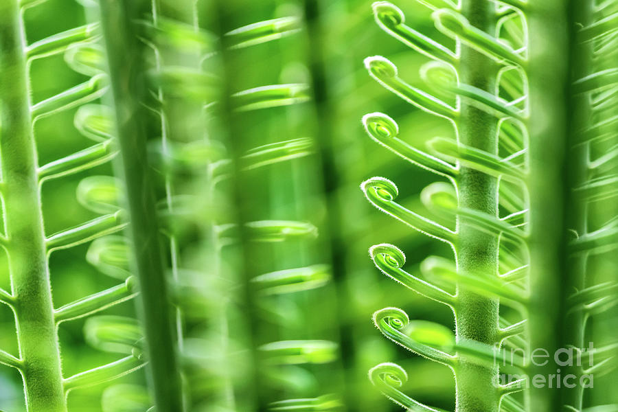 Curled green fronds of a sago palm leaf, horizontal Photograph by Jane Rix