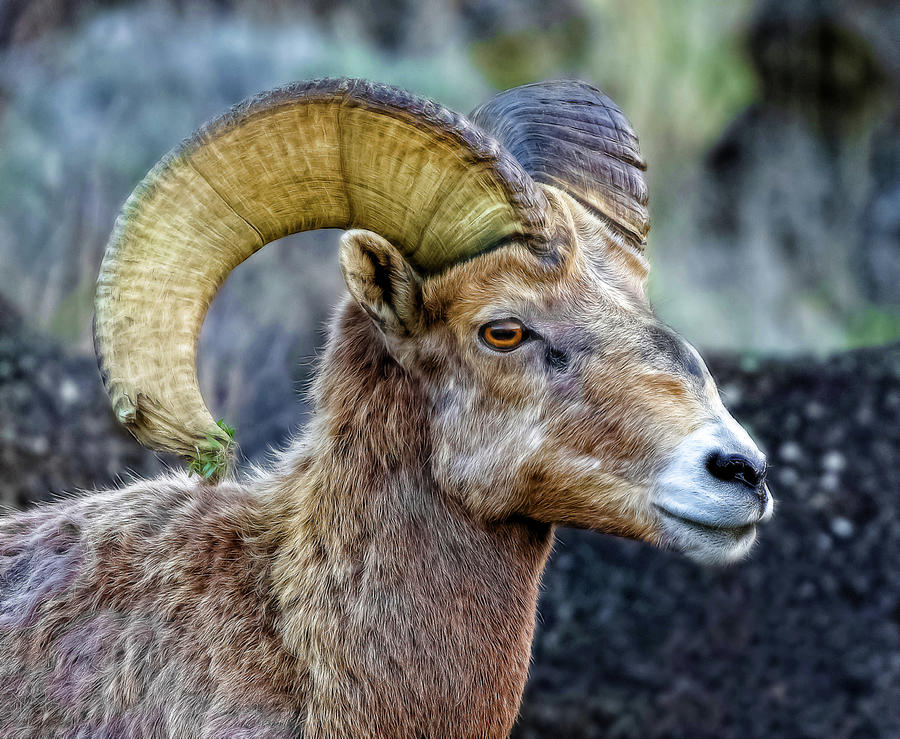 Curled Horns Photograph by Athena Mckinzie