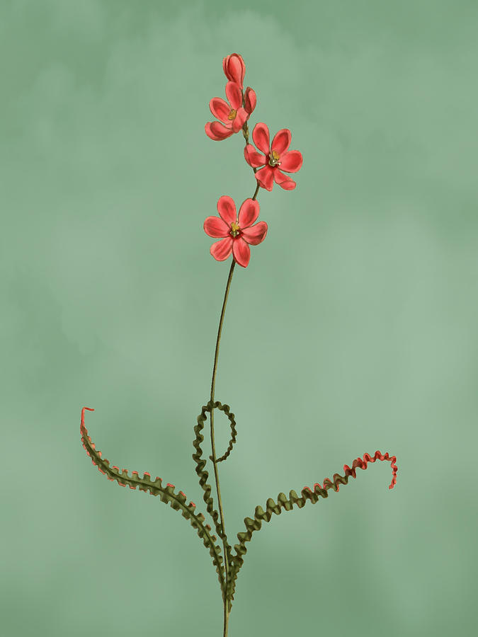 Curled Leaved Ixia Flower on Misty Green With Dry Brush Effect Mixed Media by Movie Poster Prints
