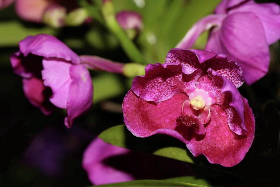Curled Orchids Photograph by Mingming Jiang