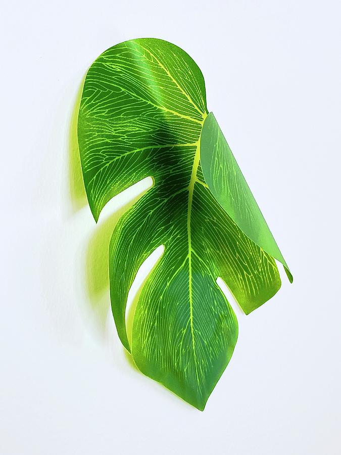 Curled Paper Palm Photograph by Alida M Haslett