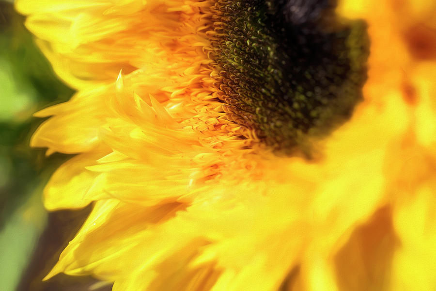 Curled Sunflower Photograph by Deborah Penland