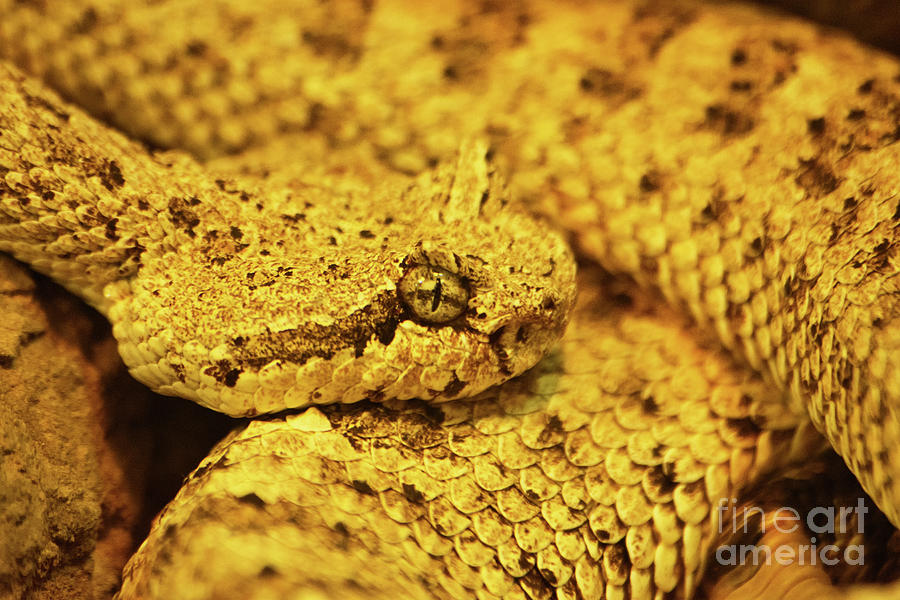 Curled up sidewinder, Crotalus cerastes, venomous pitviper snake Photograph by Mendelex Photography