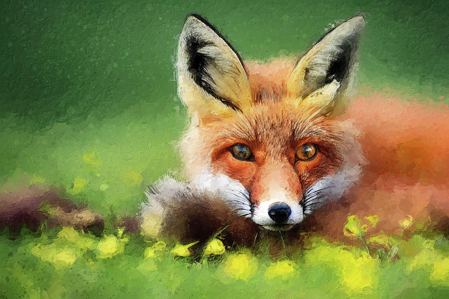Curled up Fox Digital Art by Geir Rosset