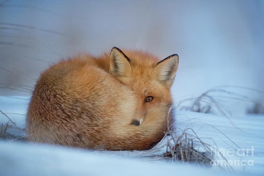 Wildlife Mixed Media - Curled Up Fox by Word Fandom