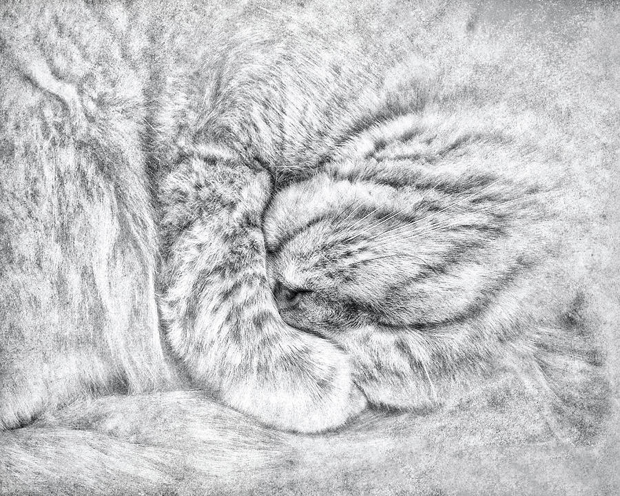 Curled Up Kitty Photograph